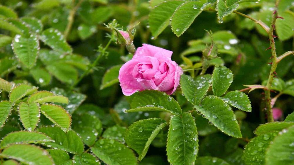 Isparta’da gül çiçeği taban fiyatı 51 lira olarak açıklandı
