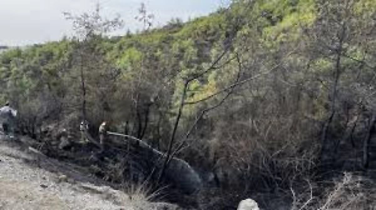 ADANA ÇUKUROVA'DA ORMAN YANGINI ÇIKTI