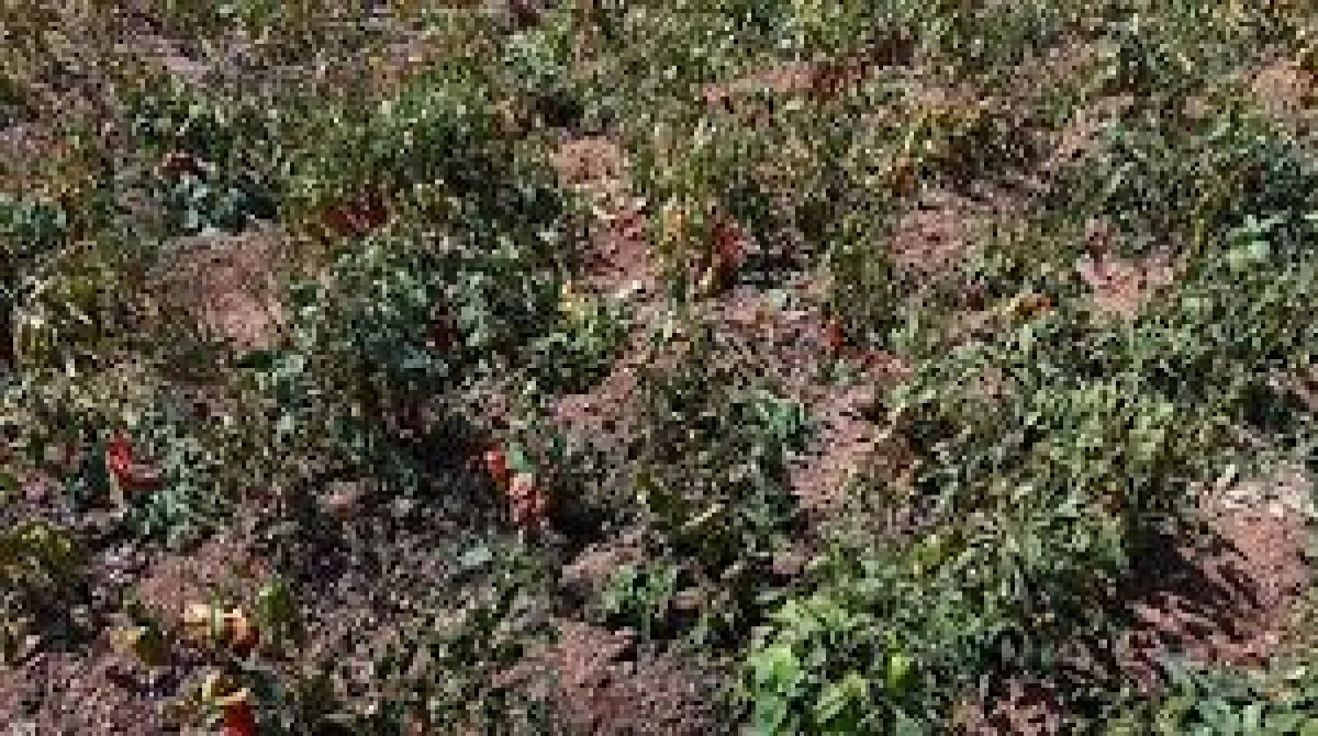 Adana'da Aşırı Sıcaklar Kırmızı Kapya Biber Üretimini Vurdu