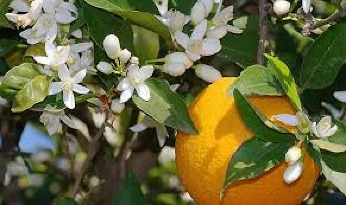  ADANA'DA PORTAKAL &Ccedil;İ&Ccedil;EĞİ KOKUSU KENTİ SARDI