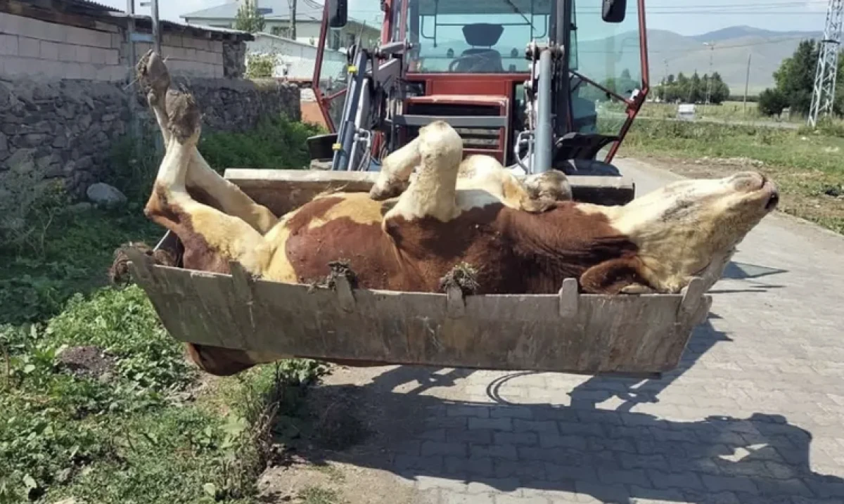 Bir ilimizde durum vahim! 