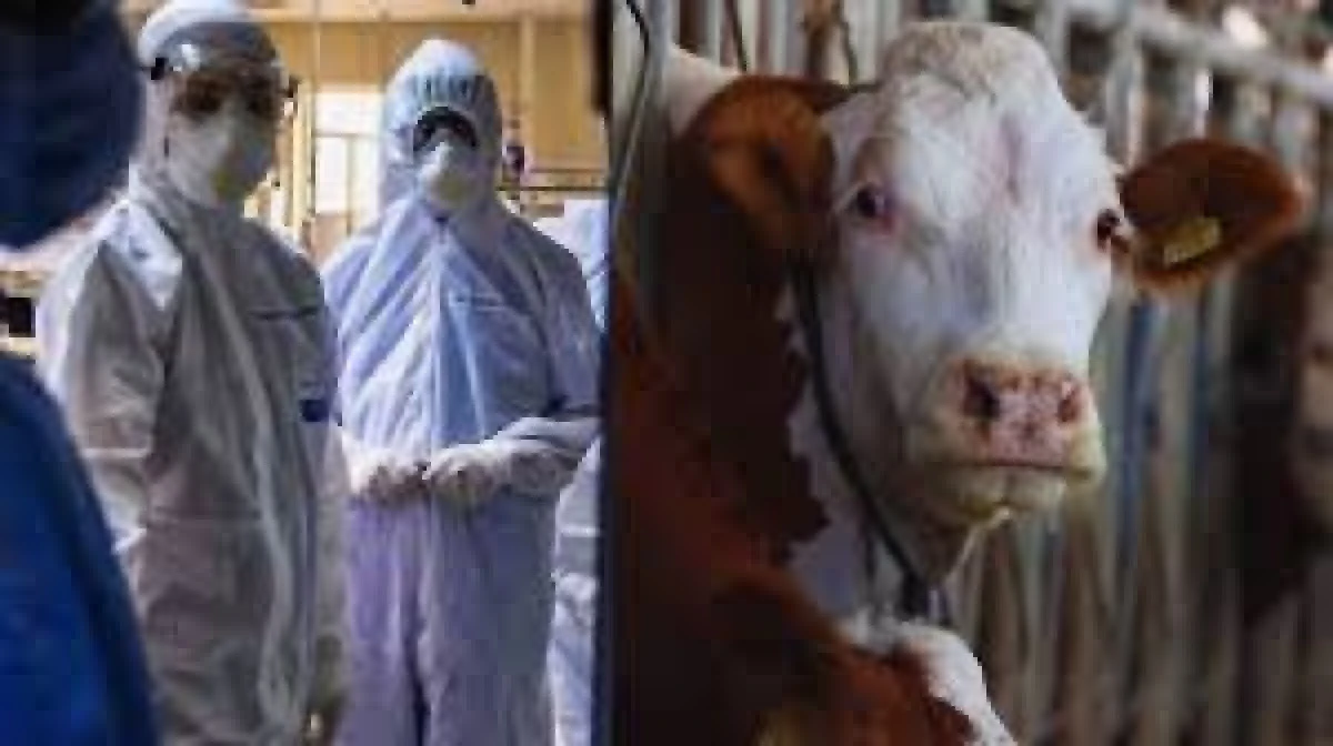 BOLU'DA BİR HASTADA DELİ DANA HASTALIĞI TESPİT EDİLDİ 