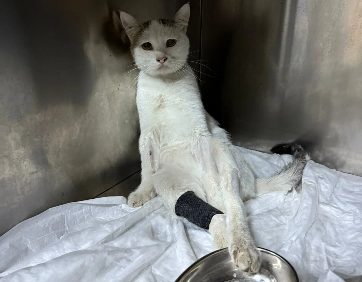 Burdur'da Havalı Tüfekle Yaralanan Kedi Ameliyatla Kurtarıldı