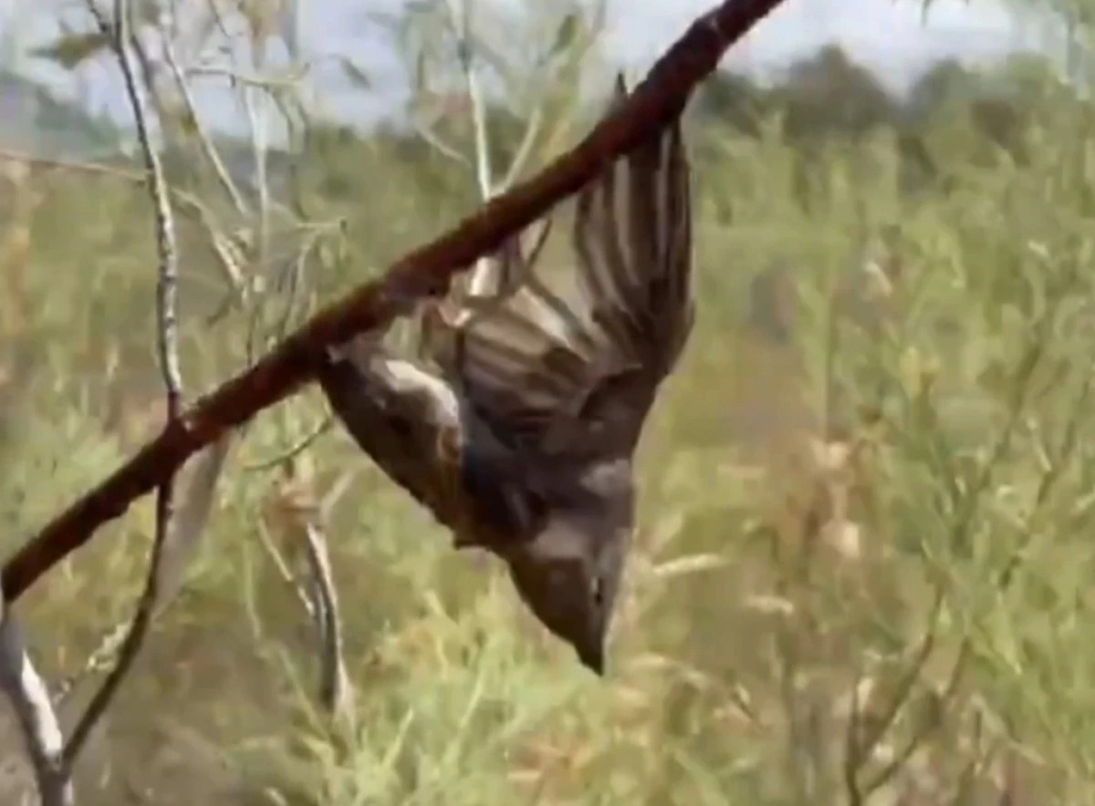 Görüntü Türkiye'den! Kuş cennetine giden araştırmacılar gördükleri karşısında şoke oldu