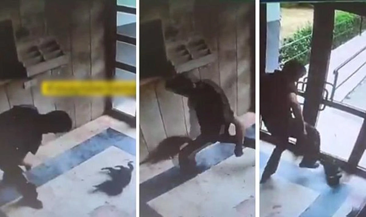 Kediyi vahşice öldüren caninin ifadesi ortaya çıktı: Onu can düşmanım gibi gördüm