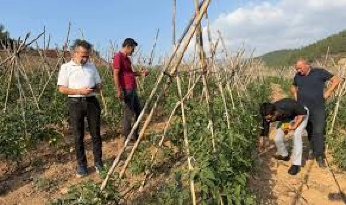 Kozan'da Kooperatifle Domates Üretim Merkezine Dönüşen Araziler