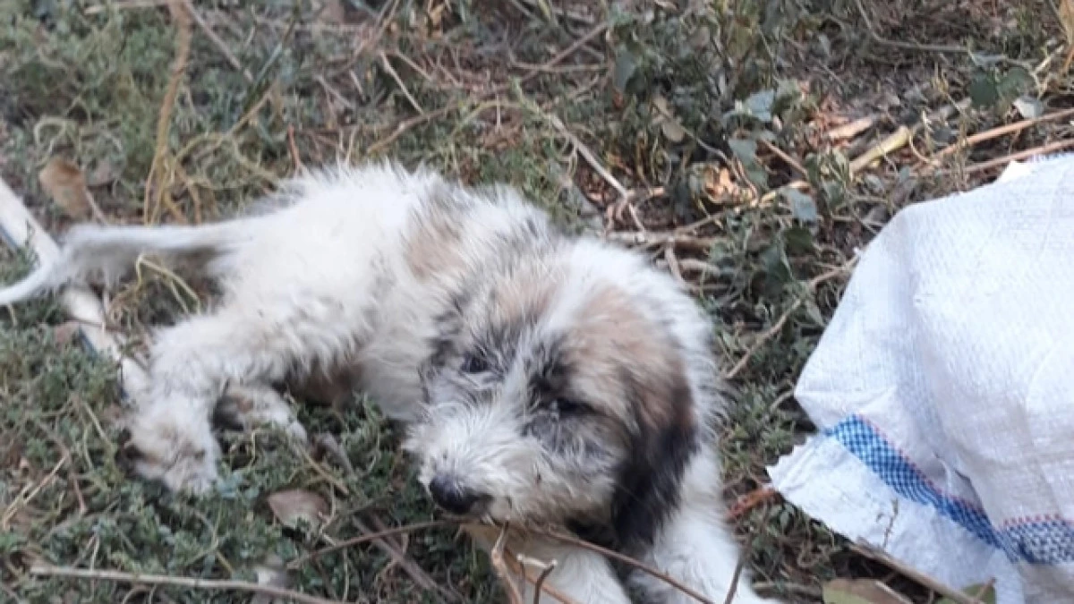 Mersin Tarsus'ta İtfaiye Ekipleri Çukura Düşen Yavru Köpeği Kurtardı
