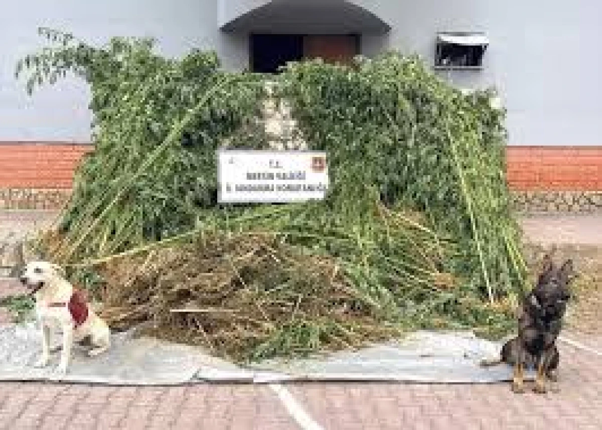 Mersin'de Uyuşturucu Operasyonu: 1580 Kök Hint Keneviri Ele Geçirildi