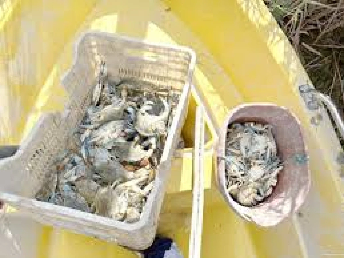 MERSİN'DE YASA DIŞI YENGEÇ AVCILARI YAKALANDI