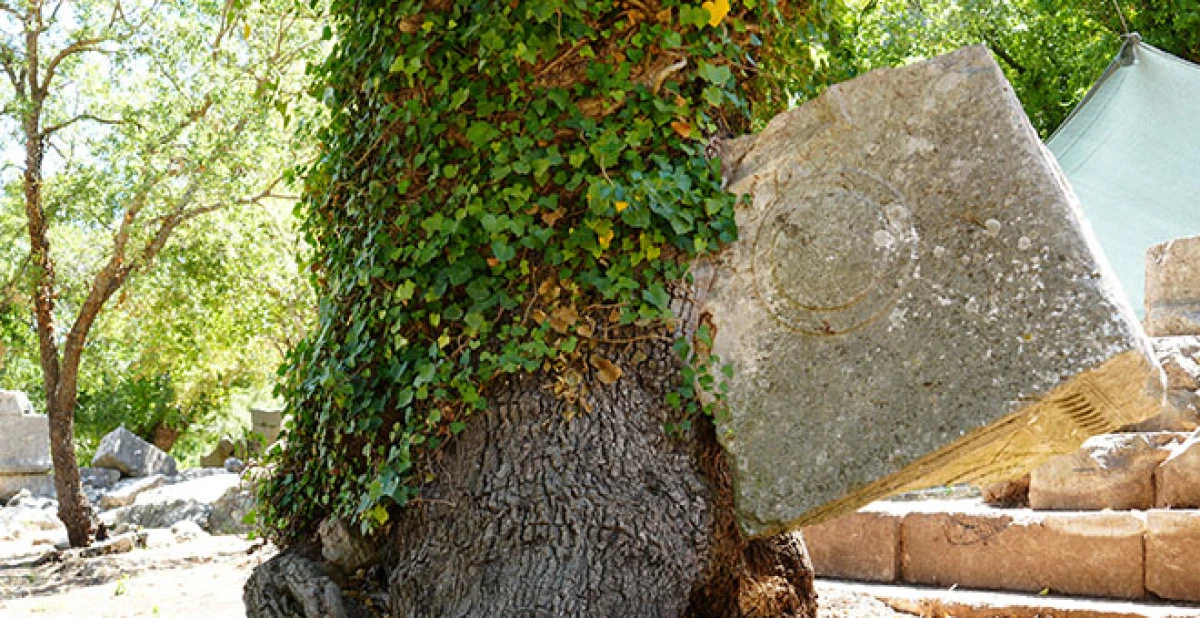 MEŞE AĞACI LAHİT PARÇASINI HAVAYA KALDIRDI: TERMESSOS'TA DOĞA TARİHE SAHİP ÇIKTI