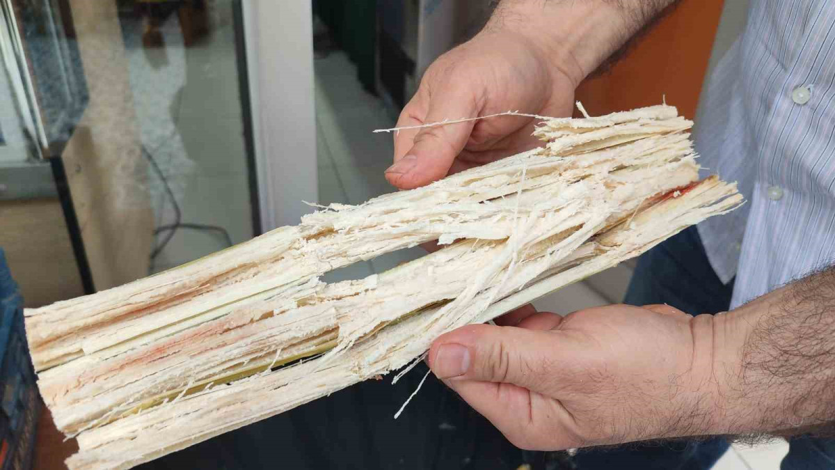 ŞEKER KAMIŞI SUYU ŞİFA DAĞITIYOR