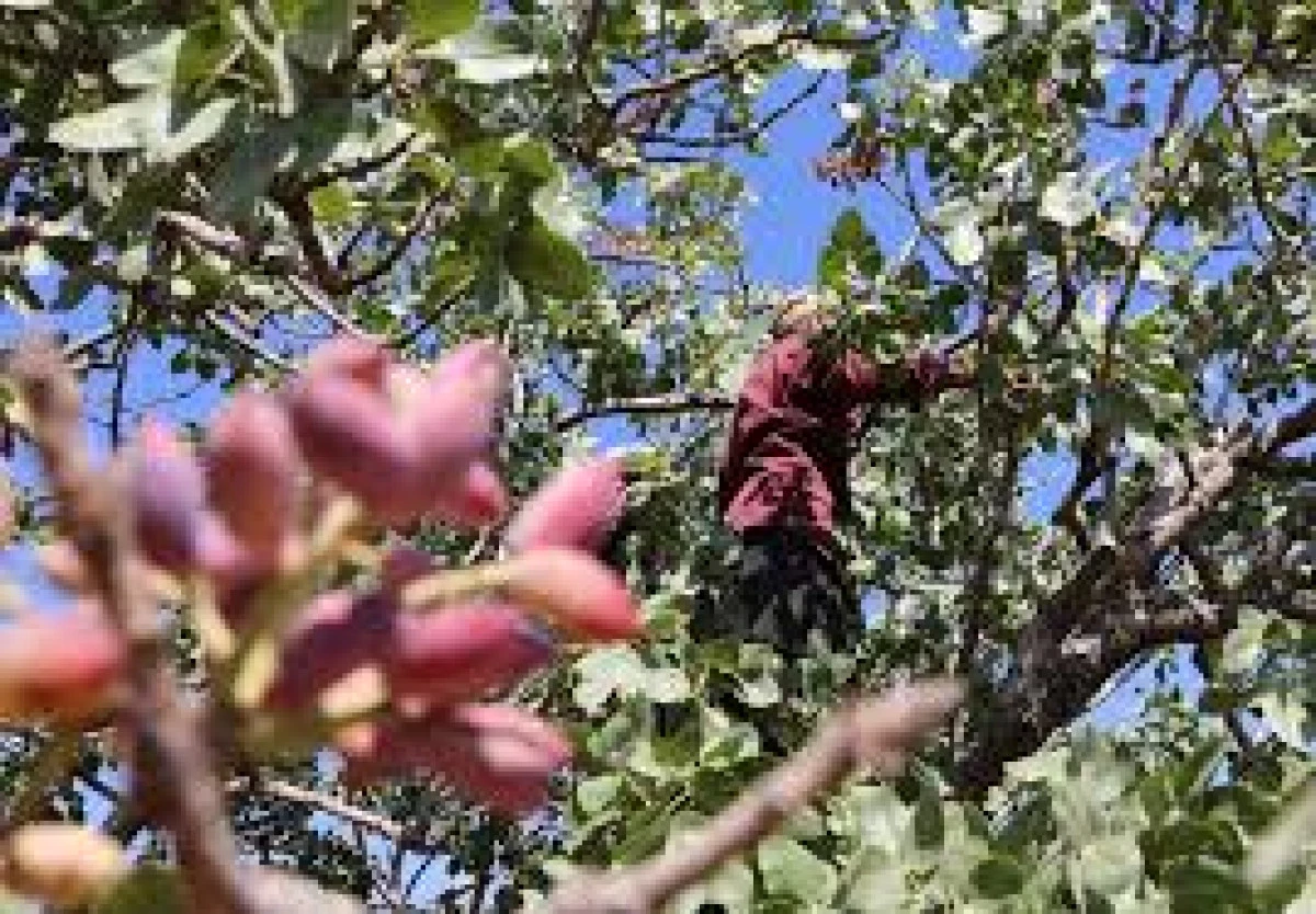 TARLAYA GİRENİN YÜZÜ DÜŞTÜ! RESMEN YOK SENESİ 