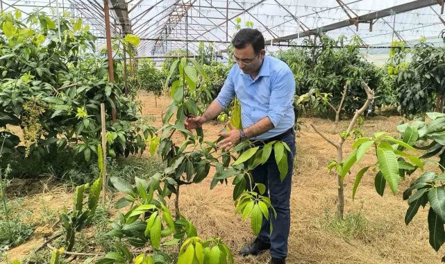 ALANYA'DA MANGO HASADI BAŞLADI