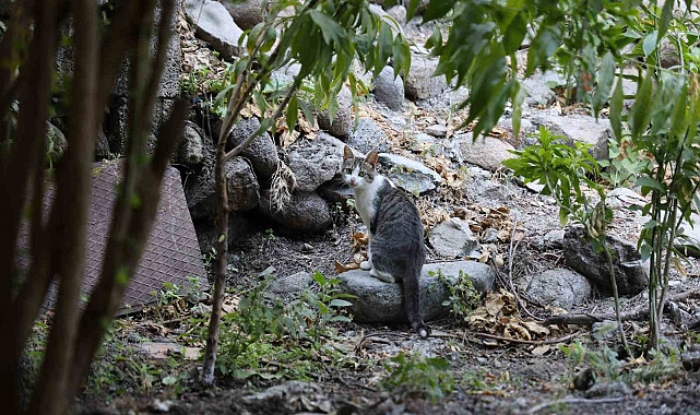HATAY'IN ANTAKYA İLÇESİNDE 1 BUÇUK METRELİK YILANLA 'KAHRAMAN' İSİMLİ KEDİNİN ARASINDA GEÇEN MÜCADELE CEP TELEFONU KAMERASINA YANSIDI.