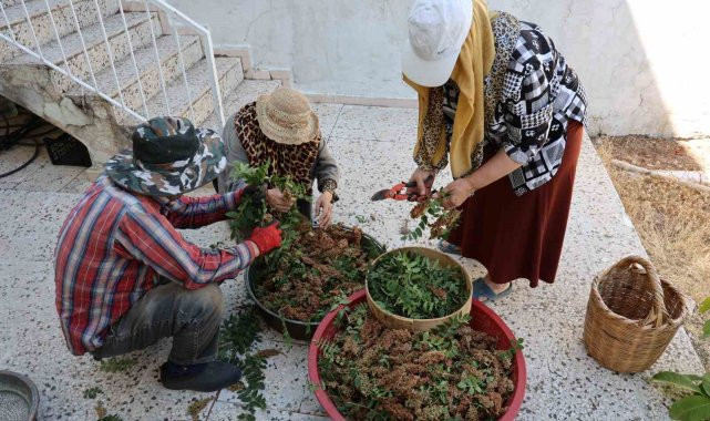 KAHRAMANMARAŞ’TA SUMAK EKŞİSİ SOFRALARDAKİ YERİNİ ALIYOR