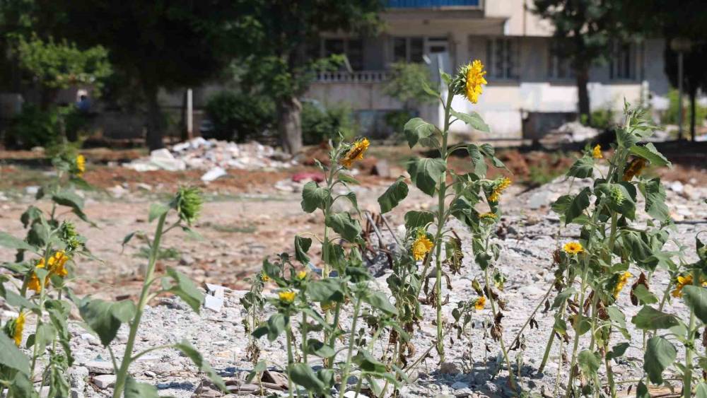 ENKAZ ALTINDA KALIP BOY VEREN AY ÇEKİRDEKLERİ ÇİÇEK AÇTI