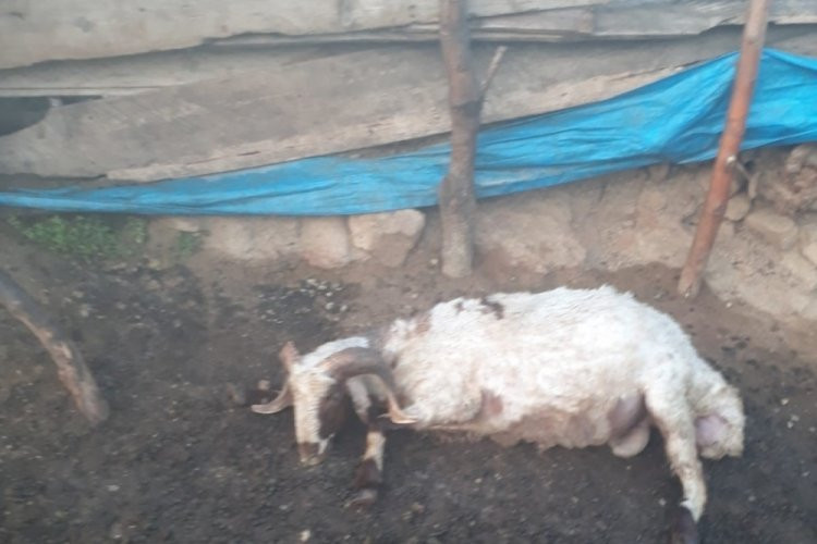 KOZAN'DA YILDIRIM DÜŞMESİ SONUCU BARAKA YANDI, 3 KOYUN TELEF OLDU