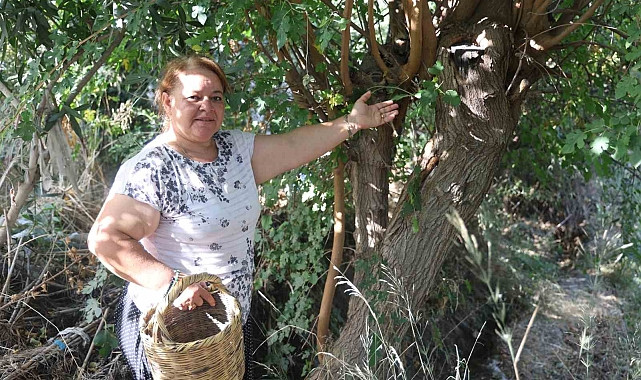 ÇIFTÇI KADIN, INCIR TOPLARKEN BIR BUÇUK METRELIK ENGEREK YILANIYLA KARŞILAŞTI