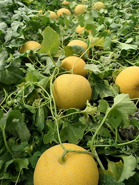 KAVURUCU SICAK HAVAYA ALDIRIŞ ETMEYEN VATANDAŞLAR, KAVUN TOPLAMAYA GELDİLER