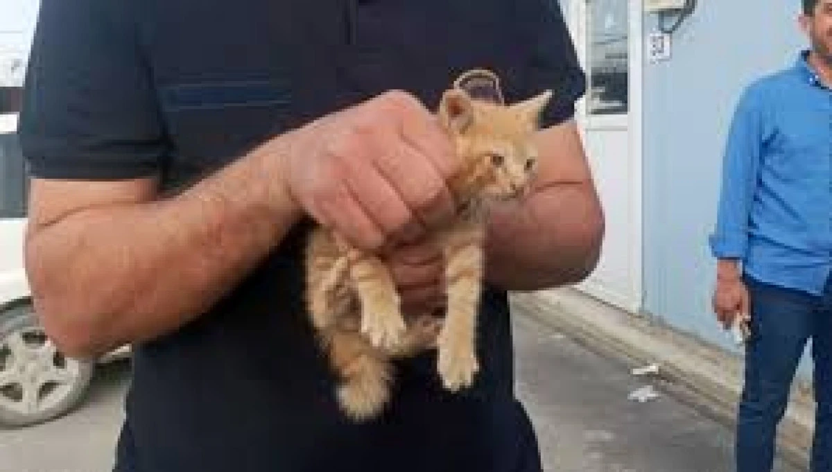 Hatay'da Araç Kaputuna Sıkışan Yavru Kedi Kurtarıldı
