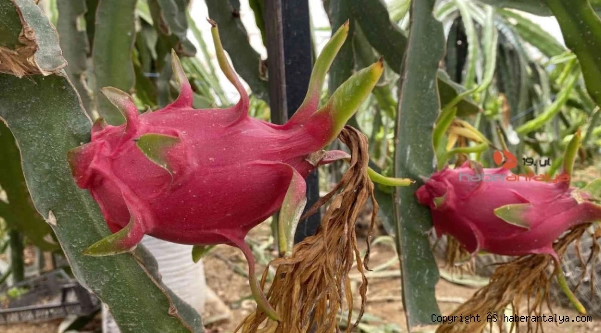 Alanya'da Ejder Meyvesi Hasadı Başladı