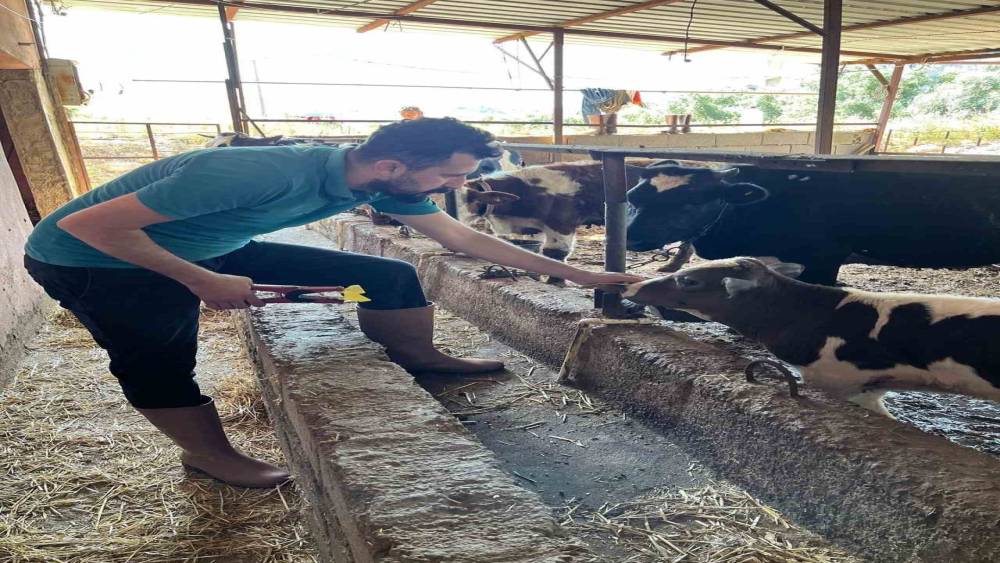 GAZİPAŞA’DA 7 BİN HAYVAN AŞILANDI