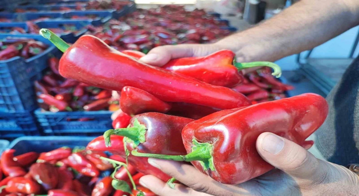 SALÇALIK BİBER SEZONU BAŞLADI