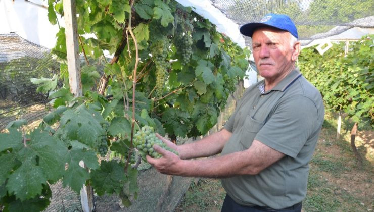 ATALARINDAN KALAN ASIRLIK ÜZÜM BAĞLARINI AYAKTA TUTMAK İÇİN ÇABALIYOR