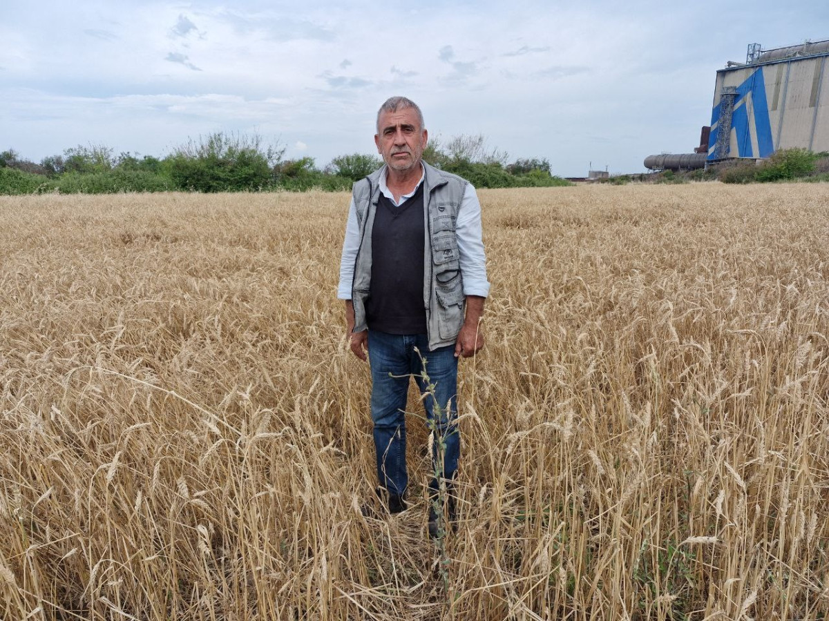 KUVVETLİ YAĞIŞ HASAT OLGUNLUĞUNA GELEN BUĞDAYA ZARAR VERDİ