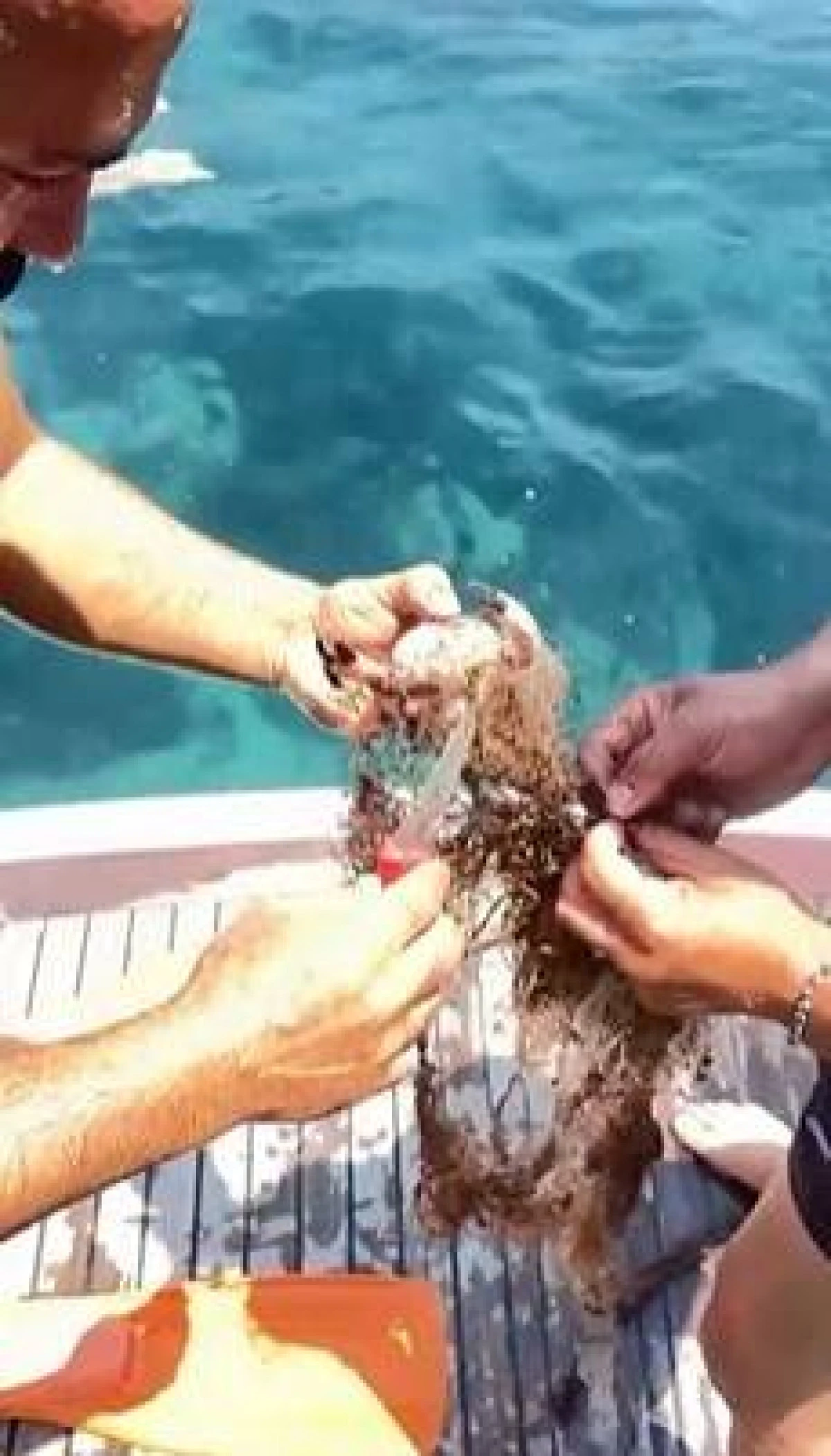 Alanya'da Hayalet Ağa Takılan Yengeçler Kurtarıldı