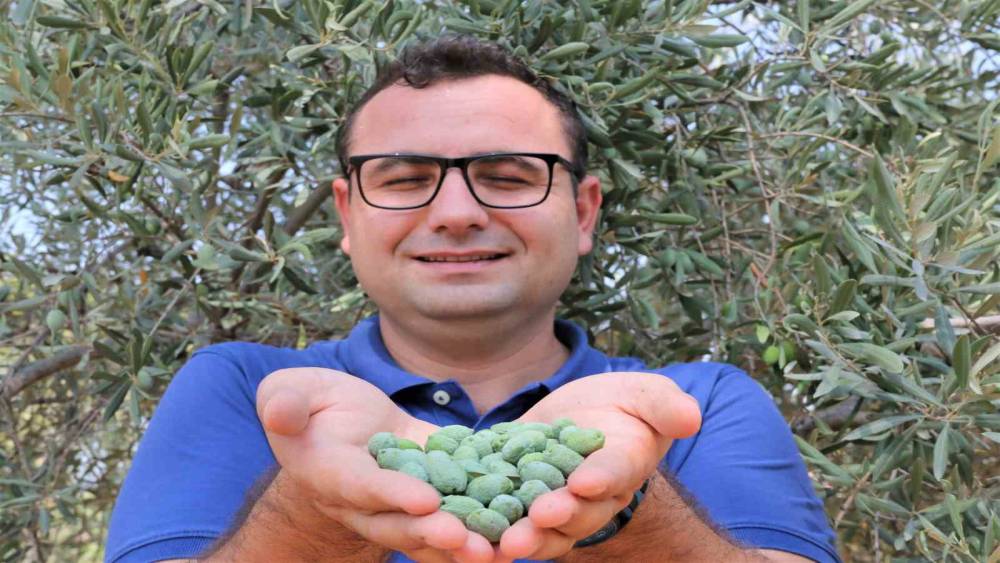 ÇÖL SICAKLARI ZEYTİN ÜRETİMİNİ VURDU, YÜZDE 50 KAYIP BEKLENİYOR