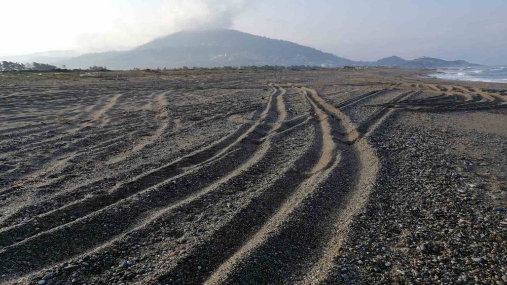 Sahil magandalarına caretta caretta ve kum zambağı uyarısı