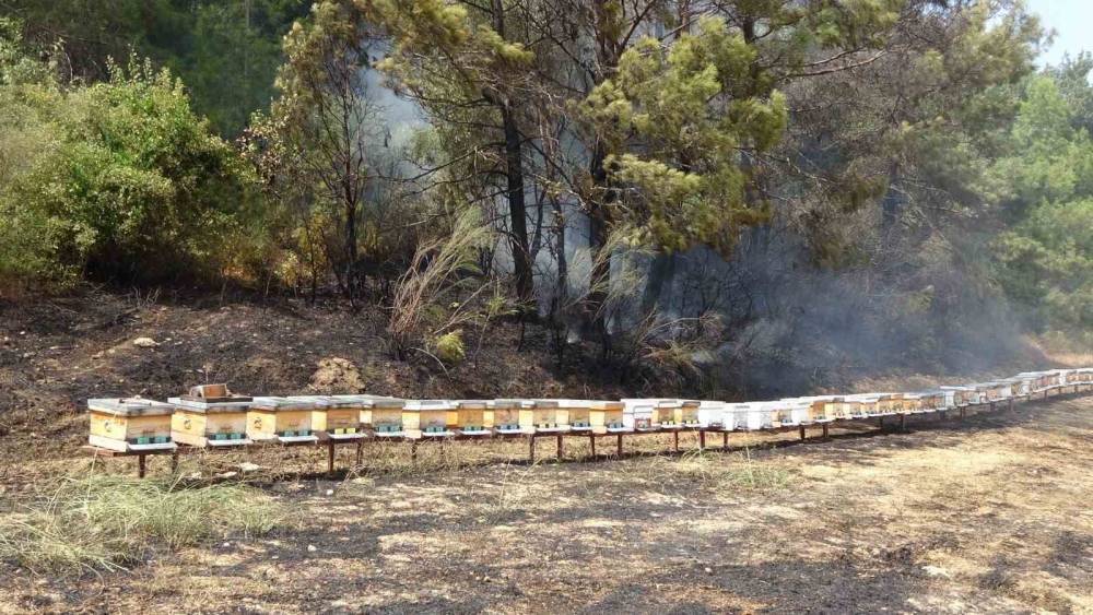 YOL KENARINDA BAŞLAYAN YANGINDA ARI KOVANLARI HIZLI MÜDAHALEYLE KURTULDU