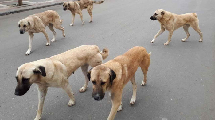 BAŞIBOŞ SOKAK KÖPEKLERI DÜZENLEMESI MECLIS'TEN GEÇEREK YASALAŞTI