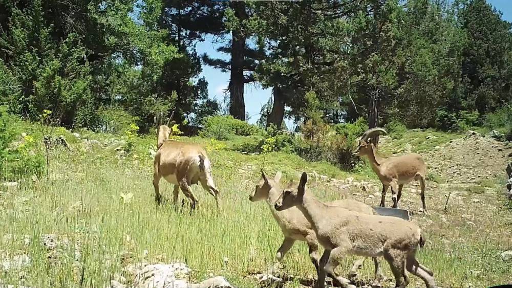 BURDUR’DA DOĞAYA SALINAN YABAN KEÇİLERİ ÜREMEYE BAŞLADI