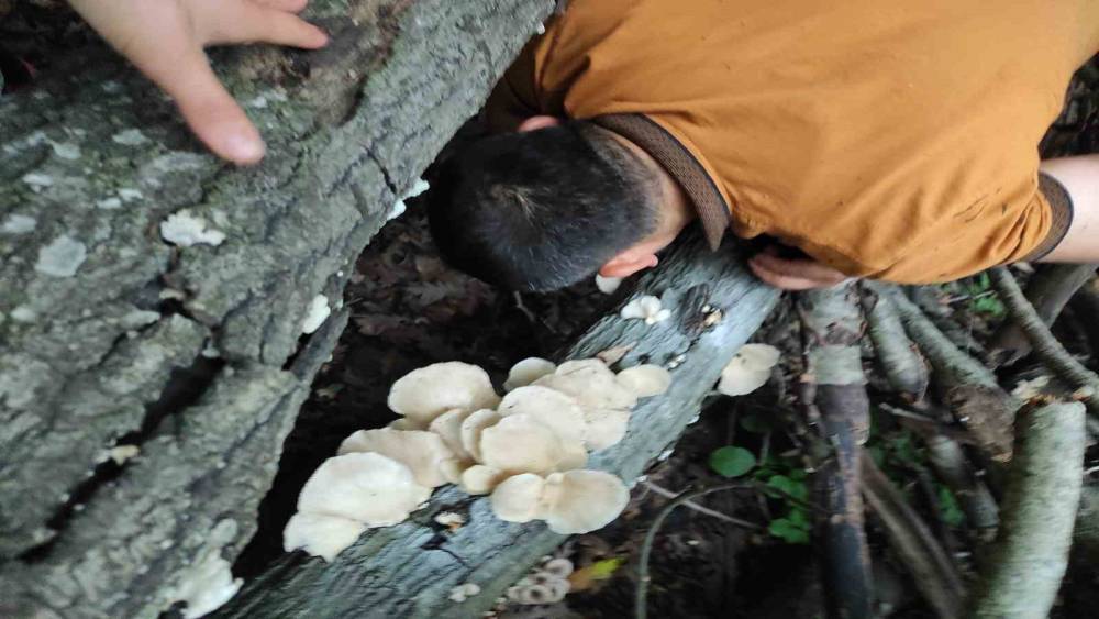 Amanoslar’da bereket: Ağaçları mantarlar kapladı