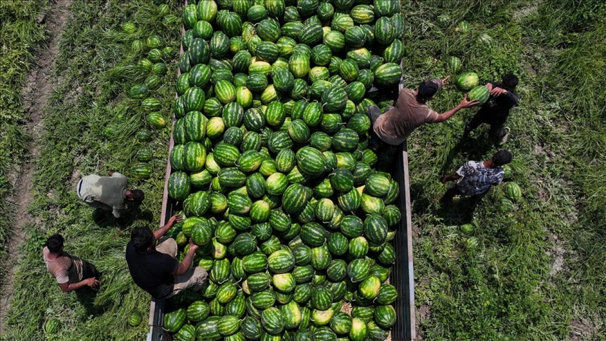 Adana'da 24 Kilo Ağırlığında Karpuz Üretildi