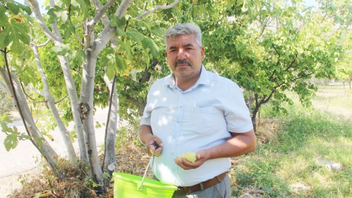 MERSİN'DE MUT BEYAZ İNCİR ALTIN YILINI YAŞIYOR