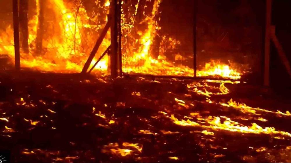 E BÜYÜK ORMAN YANGININDAN KAÇMIŞLARDI, GERİ DÖNÜYORLAR