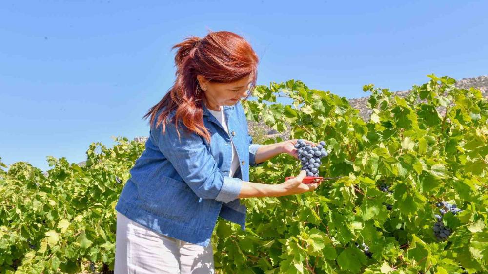Mersin’de patkara üzüm hasadı yapıldı