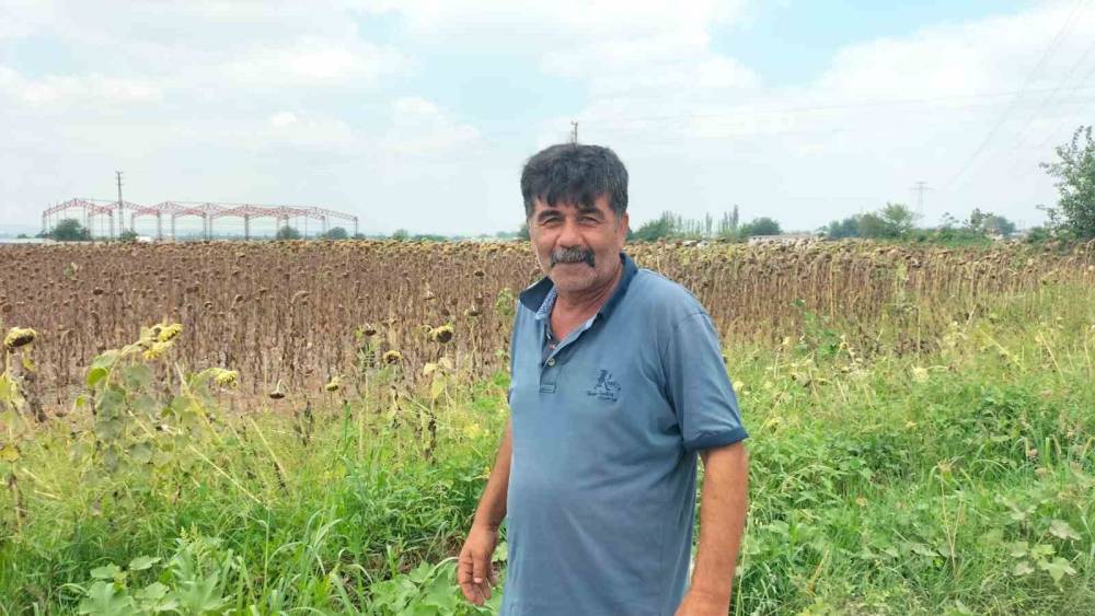 OSMANİYE’DE AYÇİÇEĞİ HASADI BAŞLADI