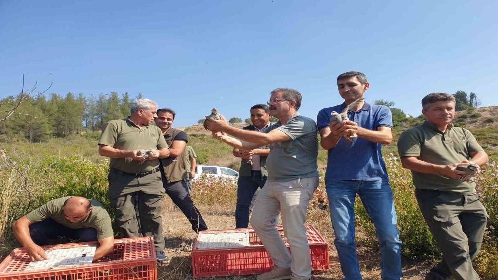 OSMANİYE’DE 500 KINALI KEKLİK DOĞAYLA BULUŞTURULDU