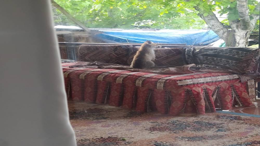 BURDUR’DA ŞEHRE İNEN YAVRU TİLKİ BİR EVİN BALKONUNDA SABAHLADI