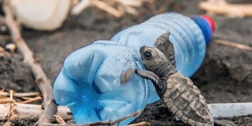 CARETTA CARETTALARIN PLASTİKLERLE MÜCADELESİ