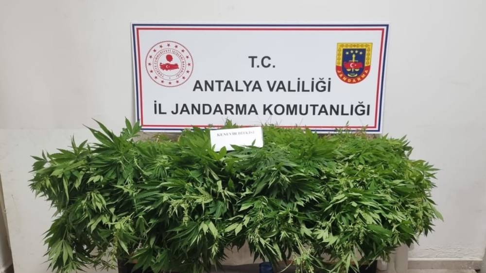 ANTALYA’DA  248 KÖK KENEVİR BİTKİSİNİN VE 33 GRAM KUBAR ESRAR MADDESİ ELE GEÇİRİLDİ