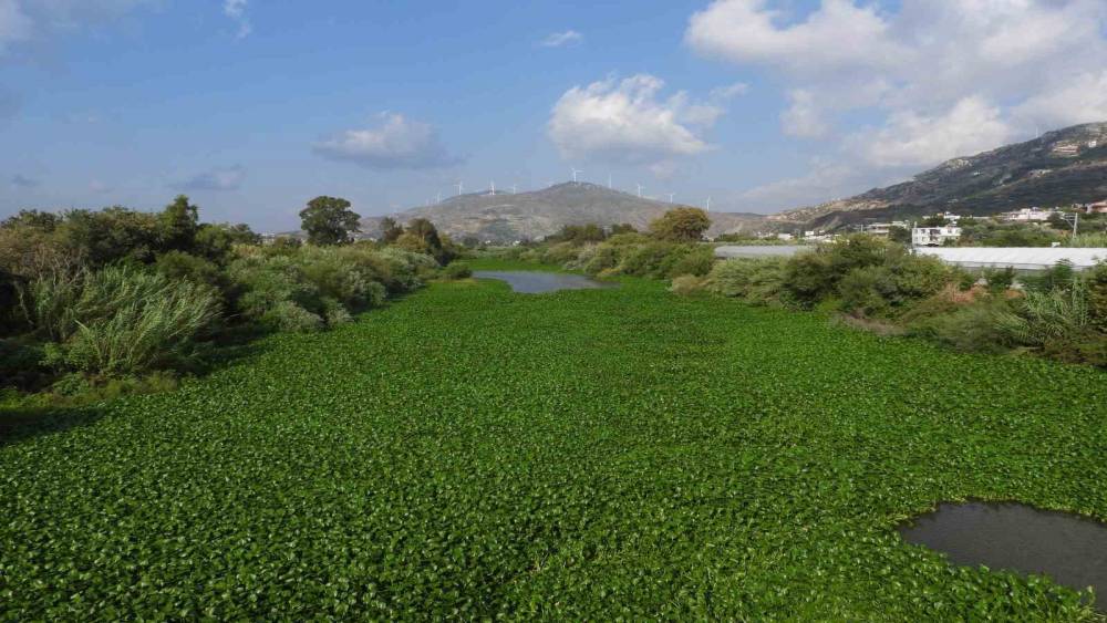 ASİ NEHRİ’Nİ SU SÜMBÜLLERİ KAPLADI