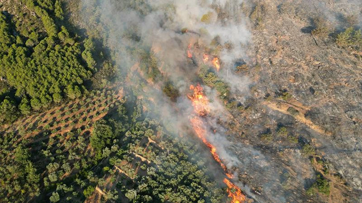 YERLEŞİM BÖLGESİNE YAKIN AĞAÇLIK ALANDA YANGIN ÇIKTI