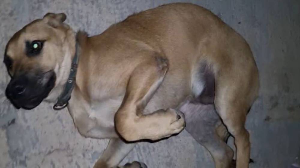 DIŞARIDA BIRAKILAN BALIK İĞNESİ AĞZINA BATAN KÖPEK ACI İÇİNDE KIVRANDI