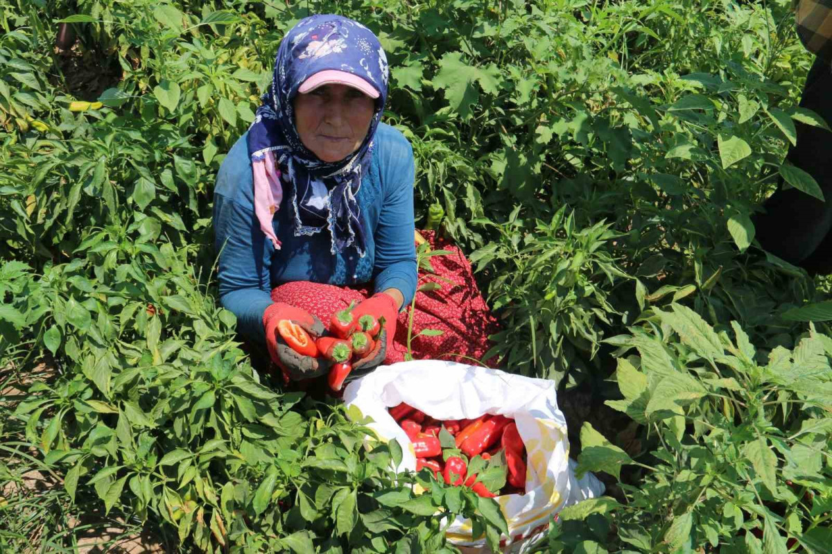 KAVURUCU SICAKTA ACI HASAT, ELLERİNİ YÜZLERİNE SÜREMİYORLAR
