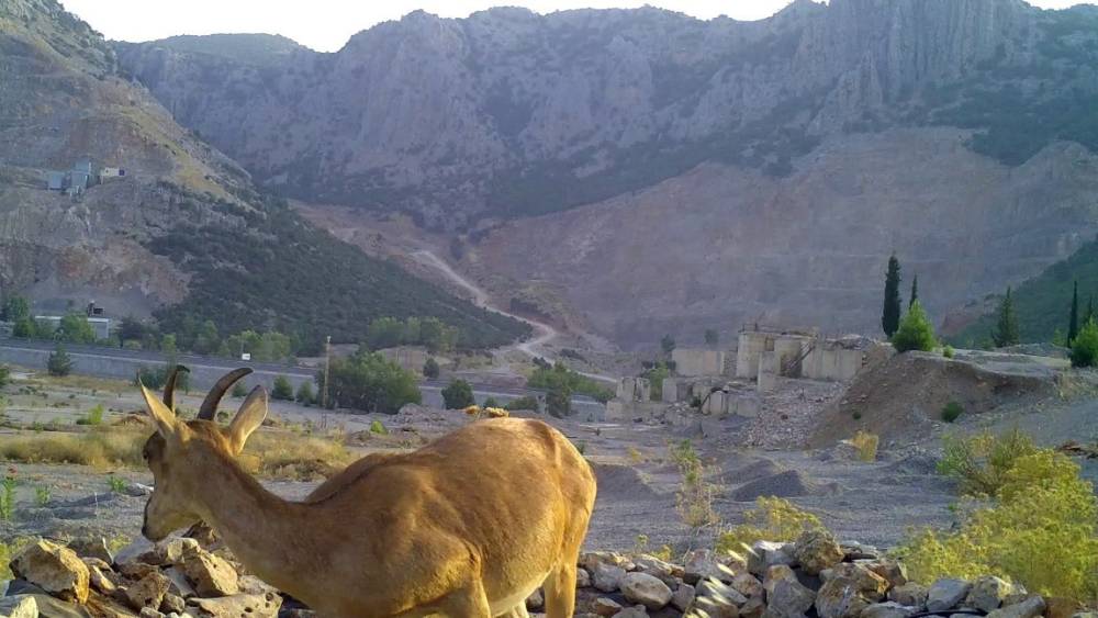 ORMANCILARIN, CAN SUYU HAVUZLARI YABAN HAYATINA CAN OLUYOR